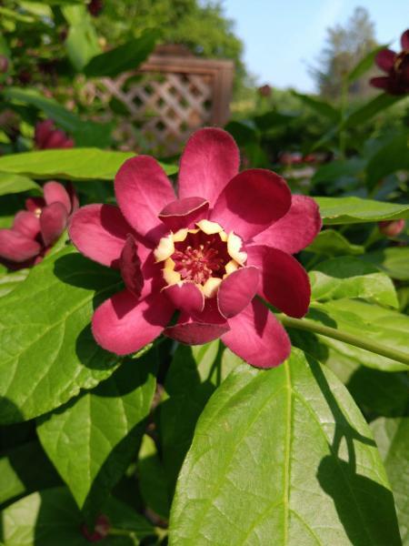 Blooming Sweetshrub